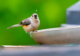 Tufted titmouse lifted its head out of water so fast it tossed a drop of water above its head © Darren Koobs