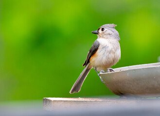 Tufted titmouse perched on the edge of a birdbath and looking to one side © Darren Koobs