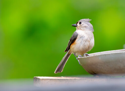 Tufted titmouse perched on the edge of a birdbath and looking to one side