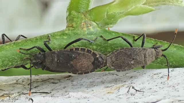 

pair of stink bugs mating on a green plant stem swaying in the wind.#002
 바람에 흔들리는 초록색 식물 줄기 위에서 짝짓기를 하고 있는 노린재 한 쌍.#002

