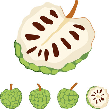 Custard apple fruits and cross sections on white background, showcasing fresh tropical sweetsop for healthy eating, nutritious snack, dessert or ingredient in vegan and natural diets