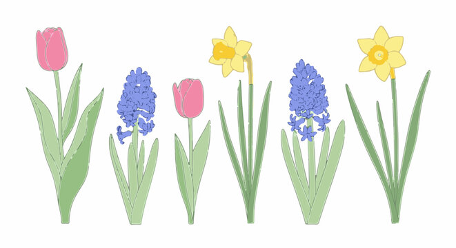 Line art illustrations of spring flowers, including tulips, daffodils, and hyacinths