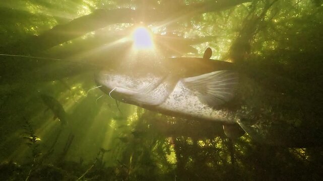 Counter angle view of a wels catfish - Silurus glanis - rotating beneath tree branches while sun rays illuminate the water column. A distant pike - Esox lucius - remains visible in background.