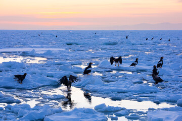 Landscape of drift ice floating on the ocean in Shiretoko Rausu Hokkaido Japan © shirophoto