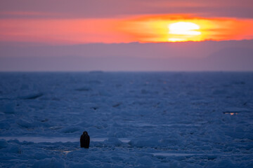Landscape of drift ice floating on the ocean in Shiretoko Rausu Hokkaido Japan © shirophoto
