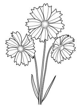 Minimalist daisy like flowers with foliage botanical vector of coreopsis flower line art flower on white backgroun, Wildflower garden plant life coreopsis tickseed illustration
