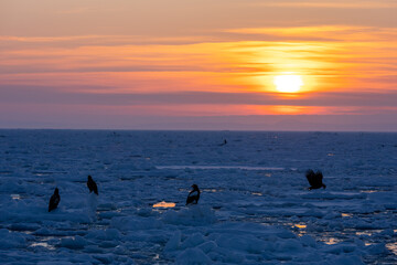 Landscape of drift ice floating on the ocean in Shiretoko Rausu Hokkaido Japan © shirophoto
