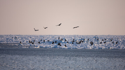 Landscape of drift ice floating on the ocean with Steller's Sea Eagle in Shiretoko Rausu Hokkaido Japan © shirophoto
