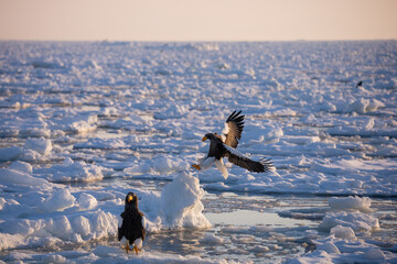 Landscape of drift ice floating on the ocean with Steller's Sea Eagle in Shiretoko Rausu Hokkaido Japan © shirophoto