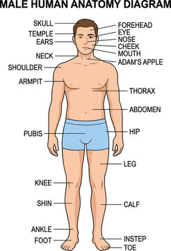 Male Human Anatomy Diagram Featuring Labeled External Body Parts From Head To Toe Anterior View Vector Illustration,