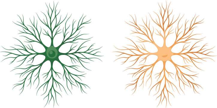 Microscopic View Illustration Of Multipolar Neurons With Detailed Dendritic Tree Branching Structures In Green And Gold,