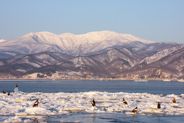 Landscape of drift ice floating on the ocean in Shiretoko Rausu Hokkaido Japan © shirophoto