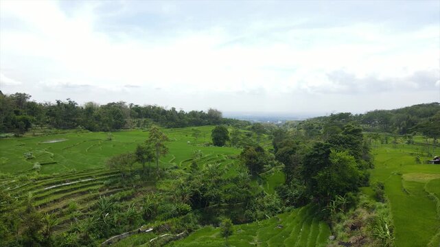 Drone view of stunning green terraced rice fields on a steep hillside.