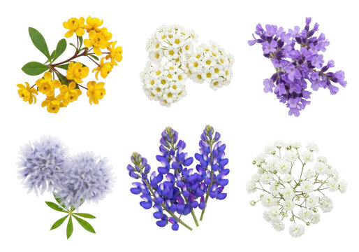 Collection of six isolated flower clusters including yellow barberry, white spirea, purple lavender, blue lupine, and white yarrow on black