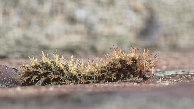 Stinging caterpillar crawling upside down on a structure, a destructive fruit orchard pest, macro shot,#003
구조물 아래에 거꾸로 매달려 기어가는 과수원 유실수 해충 쐐기나방 애벌레 접사 영상 #003
