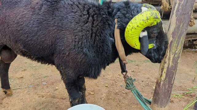 Closeup view of single fighting ram showing aggression and strength in outdoor setting