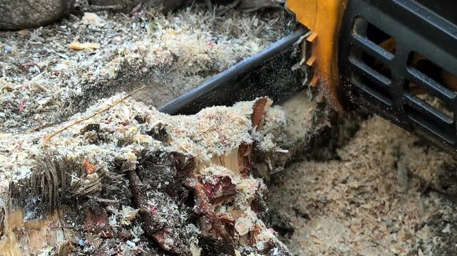 Close up of chainsaw cutting old tree trunk. Static shot of electric or gas chain saw machine slicing into wooden log with flying sawdust and woodchips.
