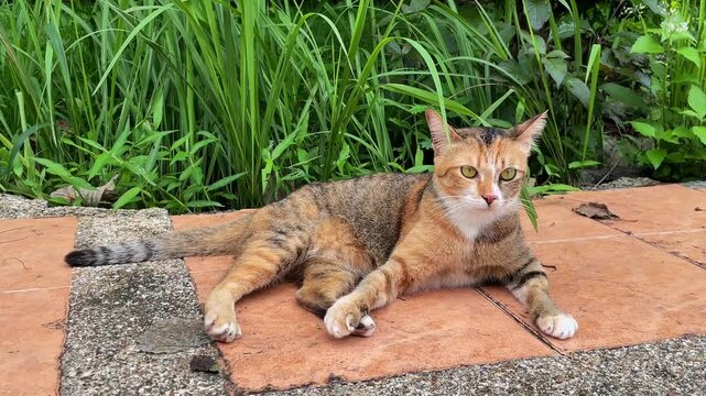 A calico cat lies on the tiles, actively slaps its tail on the sidewalk, carefully watches around, then begins to lick its paws and looks around warily again.