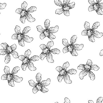 seamless pattern phalaenopsis orchid hand drawn. cattleya dendrobium, vanda cymbidium, miltonia oncidium phalaenopsis orchid black sketch illustration