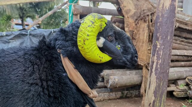 Closeup view of single fighting ram showing aggression and strength in outdoor setting