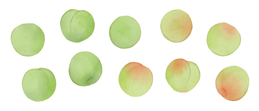 Watercolor Illustration of Japanese plum ume, or Plums with Transparent Background300dpi