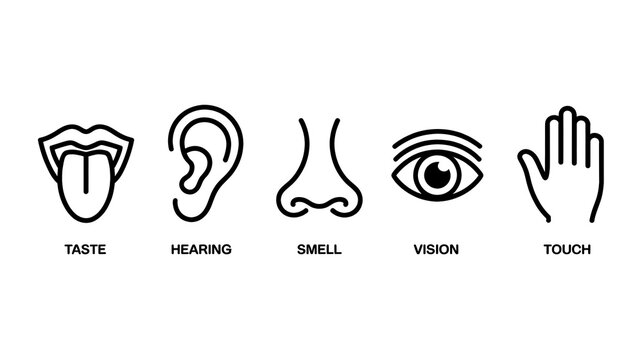 Set of Minimalist Black Line Icons Representing Human Senses and Body Parts
