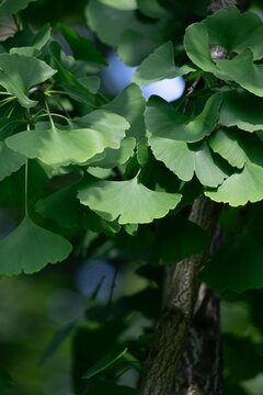 Bright green ginkgo leaves arranged in overlapping fan shapes, backlit by sunlight to reveal delicate veins and natural texture. Calm, fresh botanical imagery ideal for nature and wellness projects.