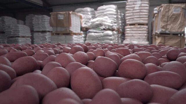Pile of red potatoes in an industrial warehouse. Horizontal version.