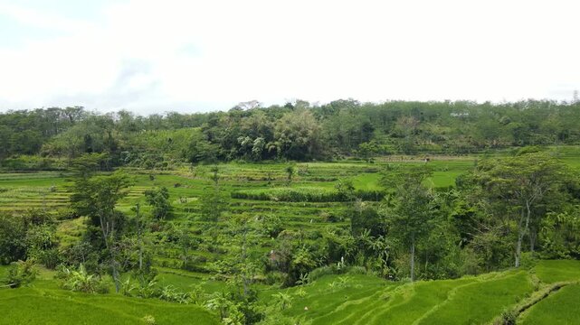Drone view of stunning green terraced rice fields on a steep hillside.