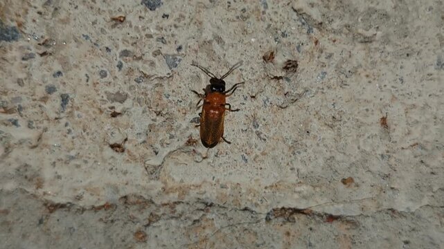 A macro video of solitary firefly lightning bug perched or crawling on the wall during night