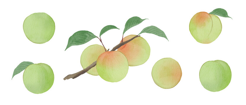Watercolor Illustration of Fresh Japanese apricot ume, with Leaves and Branch on transparent Background300dpi