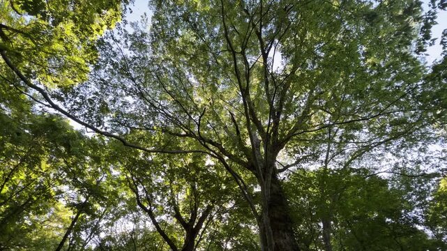 鳥取県の春の奥大山木谷沢渓流_真上