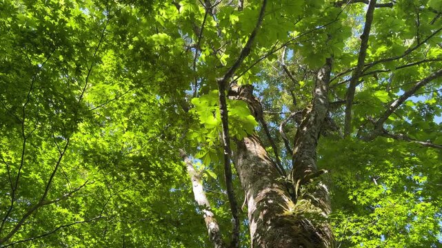 鳥取県の春の奥大山木谷沢渓流_真上