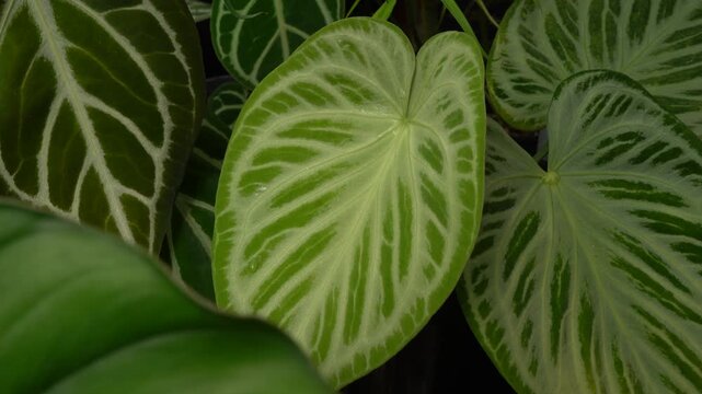 close up view of Anthurium silver blush plant, showing its beautiful silvery leave pattern, surrounding with many other tropical plants, camera slowly moves, indoor plants