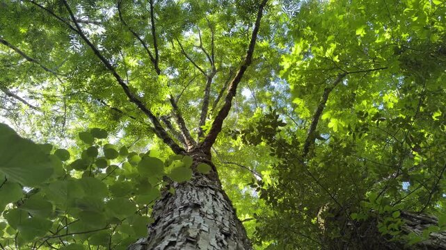鳥取県の春の奥大山木谷沢渓流_真上