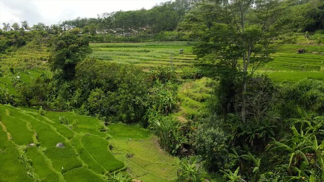 Drone view of stunning green terraced rice fields on a steep hillside.
