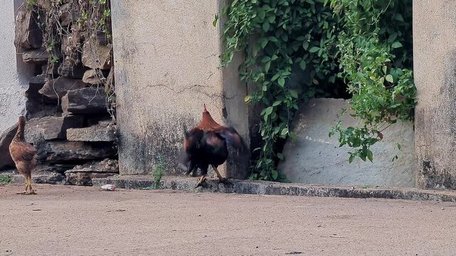View of a rooster and hen standing together in a rural outdoor farm setting
