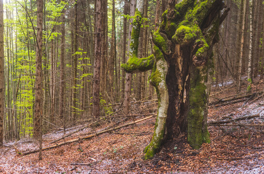 Old beech tree in century old forest on mountain slopes in Serbia.