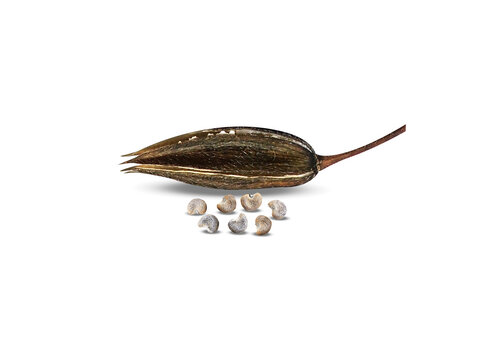 Abelmoschus moschatus or musk mallow dried seeds isolated on a white background