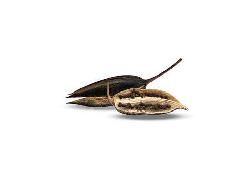 Abelmoschus moschatus or musk mallow dried seeds isolated on a white background