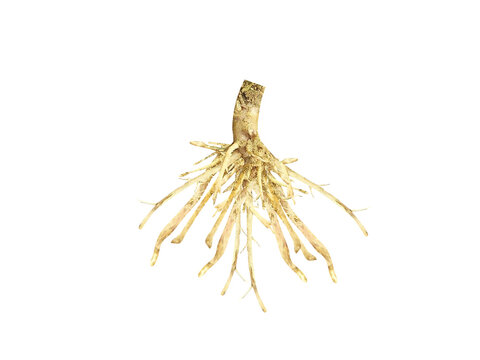 Abelmoschus moschatus or musk mallow plant roots isolated on a white background