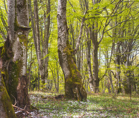 Fototapeta premium Birch forest with new green leafs on the beginning of spring.