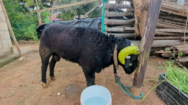 Closeup view of single fighting ram showing aggression and strength in outdoor setting