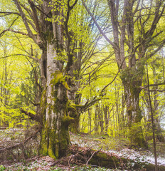 Fototapeta premium Birch forest with new green leafs on the beginning of spring.