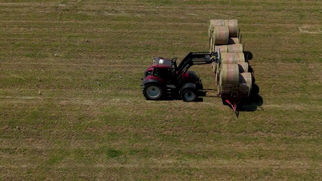 Tractor Collecting Hay Bales: A red tractor with a front loader is collecting large round hay bales in a vast, dry grassy field, symbolizing harvest and agricultural work.