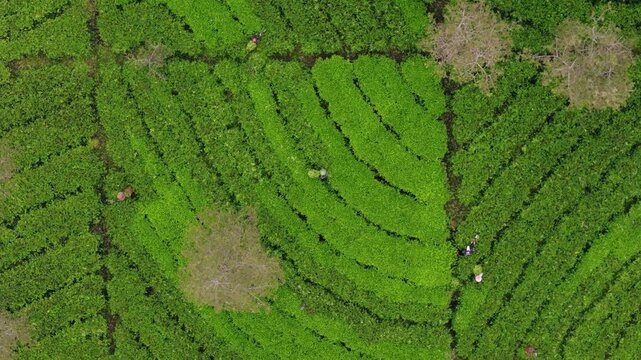 Aerial view of workers picking leaves in the lush green rows of Dieng tea plantation in Kejajar, Central Java, Indonesia.