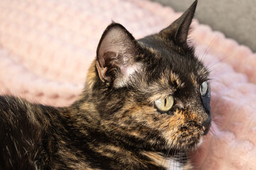 A profile portrait of a tortoiseshell cat with unique patterned fur and striking green eyes, resting on a soft pink blanket. A peaceful and intimate moment of feline elegance. © PuzzleSoul