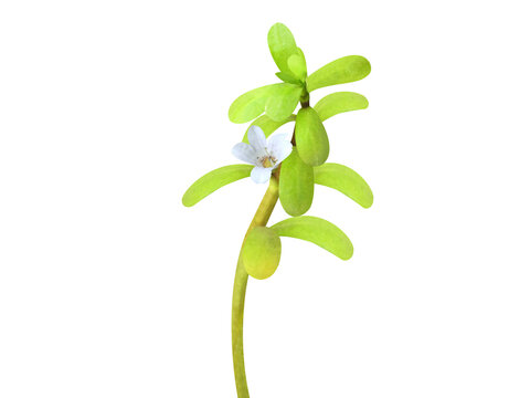 Bacopa monnieri or brahmi plant with flowers isolated on a white background