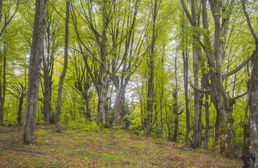 Obraz premium Birch forest with new green leafs on the beginning of spring