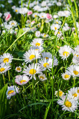 Fototapeta premium Sunny day in a garden filled with wild daisies and green grass under blue sky